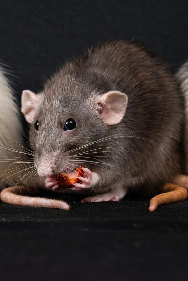 Rat domestique : comment prévenir et traiter les infestations ?